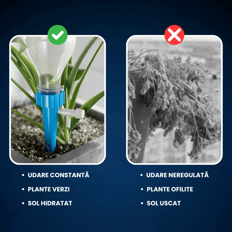 DUZE UDAT PLANTE 5